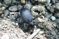 Carabus coriaceus