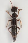 Rugilus rufipes