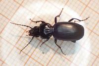 Pterostichus madidus