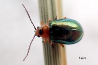 Sermylassa halensis