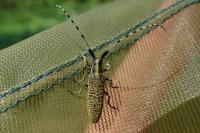 Agapanthia villosoviridescens