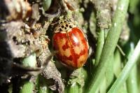 Harmonia quadripunctata
