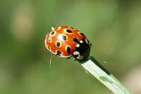 Anatis ocellata