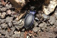 Carabus problematicus