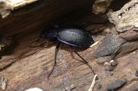 Carabus problematicus