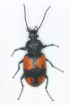 Panagaeus cruxmajor
