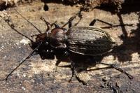 Carabus granulatus