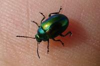 Chrysolina fastuosa