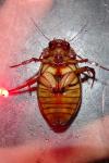 Dytiscus marginalis