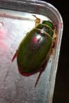 Dytiscus marginalis