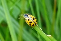Hippodamia tredecimpunctata