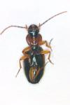 Badister bullatus