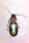 Badister bullatus