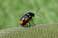 Cryptocephalus moraei