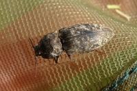 Agrypnus murinus