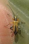 Oedemera podagrariae