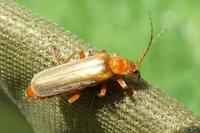 Cantharis rufa