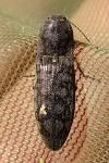 Actenicerus sjaelandicus