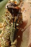 Agapanthia villosoviridescens