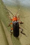 Cantharis livida