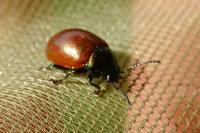 Chrysolina polita