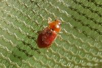 Coccidula rufa
