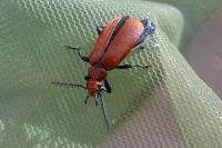 Pyrochroa serraticornis