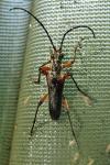 Stenocorus meridianus