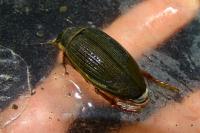 Dytiscus marginalis