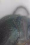 Brachinus crepitans