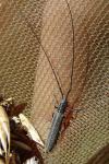 Calamobius filum