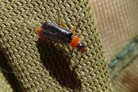 Cantharis flavilabris