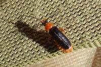 Cantharis flavilabris