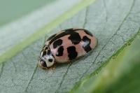 Oenopia conglobata
