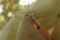 Stenopterus rufus