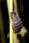 Lampyris noctiluca