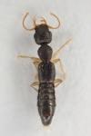 Astenus immaculatus