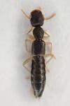 Astenus immaculatus
