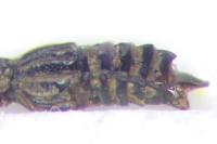 Micropeplus staphylinoides