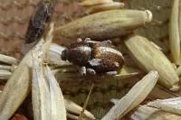 Tychius quinquepunctatus