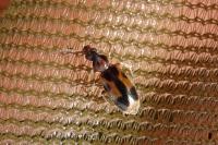 Notoxus monoceros
