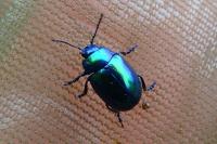 Chrysolina coerulans