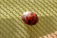 Subcoccinella vigintiquatuorpunctata