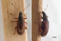 Phyllobius oblongus
