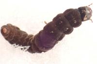 Cantharis