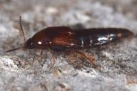 Mycetoporus