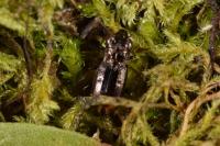Notiophilus biguttatus