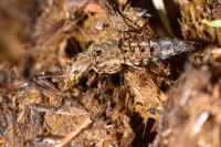 Ontholestes tessellatus