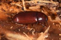 Uloma culinaris