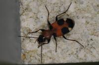 Callistus lunatus